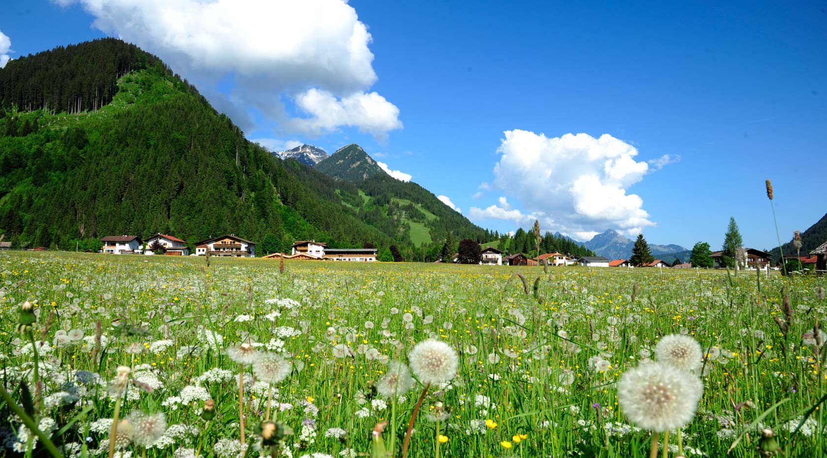 Eine grüne Wiese, in der Entfernung sieht man die Chalets und das Appartementhaus Wiesenruh.